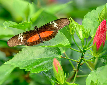 The bright orange spots on this butterflies wings make it easy to spotの写真素材