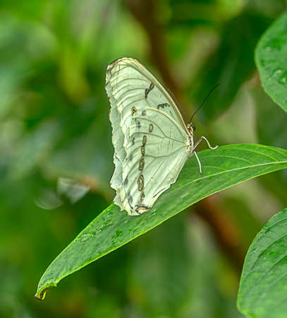 A large white butterfly views the tropical environment in which it livesの写真素材