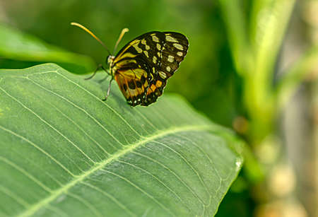 A large green leaf provides a landing strip for this colorful butterflyの写真素材