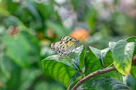 A branch of a tropical bush provides a resting spot for a delicate butterflyの写真素材