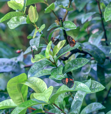Group of butterflies rest on lush tropical greeneryの写真素材