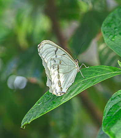 Delicate white butterfly rests on a large green leafの写真素材