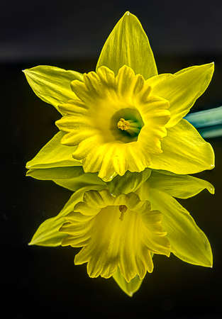 A daffodils bright yellow color is reflected up off the black table.の写真素材