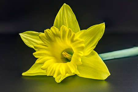 Daffodil takes a rest as this wonderful yellow flower shows us spring is here.の写真素材