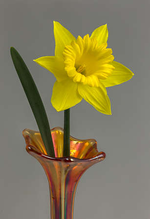 Showing its bright yellow color a daffodil bloom in a vase.の写真素材