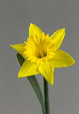 Spring daffodil shows why it is such a special yellow flowerの写真素材