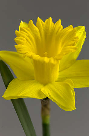 Delicate yellow daffodil shows off its splendorの写真素材