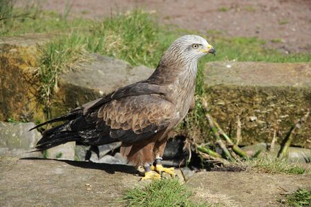 Bird of prey on the ground