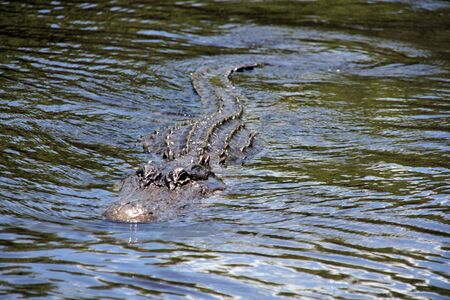 An alligator on the watersurfaceの写真素材