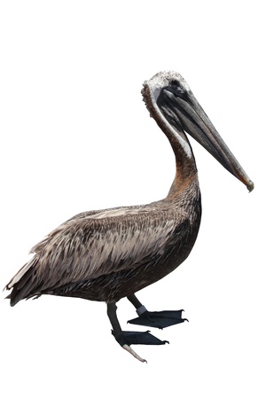 Brown pelicanの写真素材