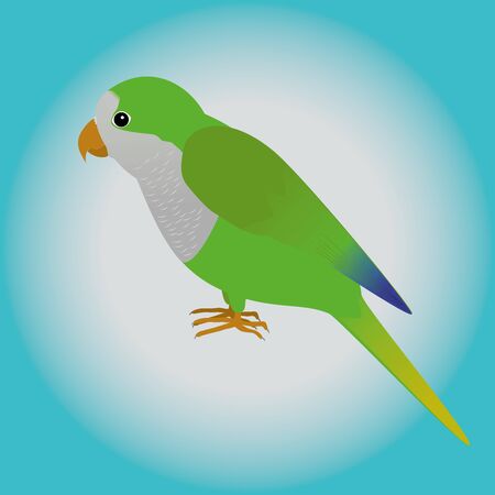 An illustration af a quaker parrotのイラスト素材