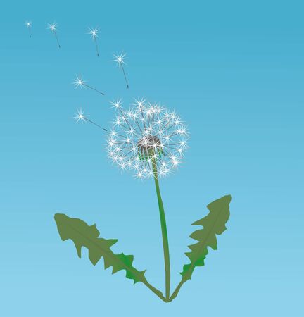 Dandelion seedsのイラスト素材