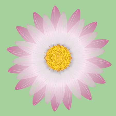pink daisyのイラスト素材