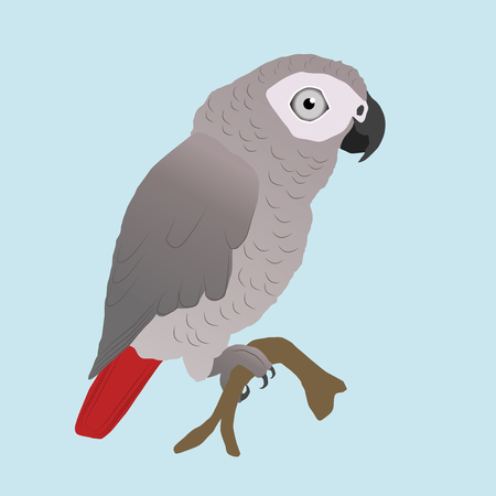 Cute African Gray Parrot Vectorのイラスト素材
