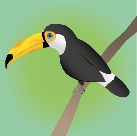 Toco toucan on green background.のイラスト素材