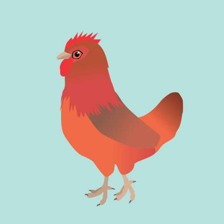A vector illustration of a chicken. It is a hen of the breed Welsumer. The background is aquaのイラスト素材