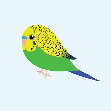 An illustration af a very cute green budgie. It is a male bird.