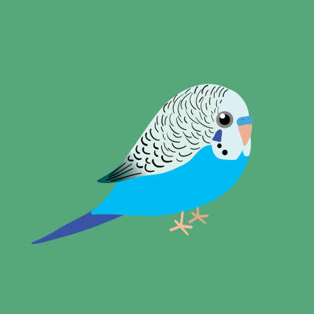 An illustration af a very cute blue budgie. It is a male bird.