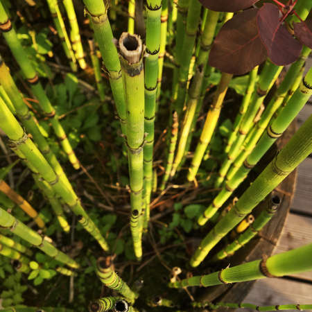 Bamboo in a pot shot from above.