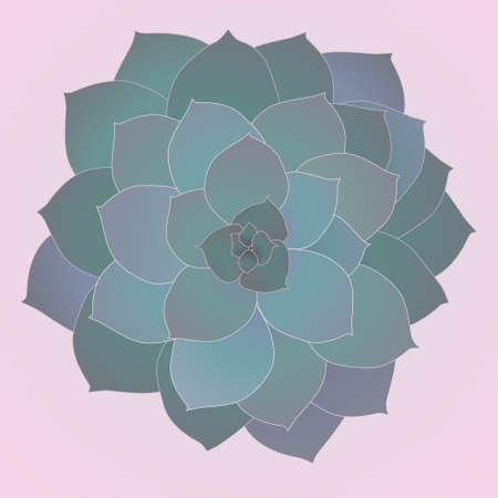 Echeveria plant seen from above so you can see the beautiful round form.のイラスト素材