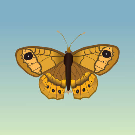 A vector illustration of a Lasiommata megera or wall brown butterfly The background is a light blue green gradientのイラスト素材