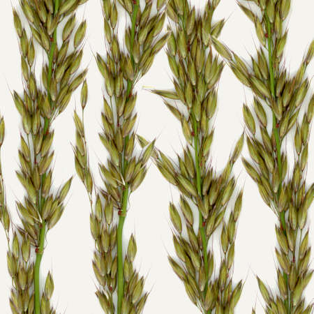 Multiple grass pattern. Cut out on a white backgroundの写真素材