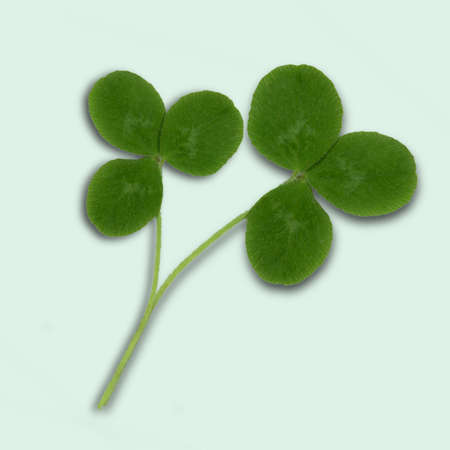 Two clover leafs cut out on a light green background.の写真素材