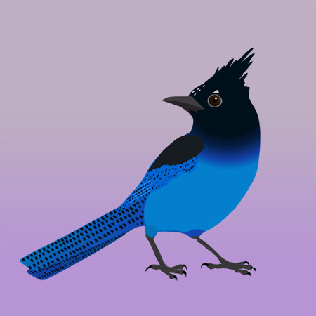 An illustration of a Steller's jay. The bird is cut out on a purple lilac gradient background.のイラスト素材