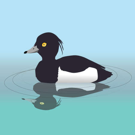 A vector illustration of a male tufted duck swimming in the water. His reflection is visible in the water.のイラスト素材
