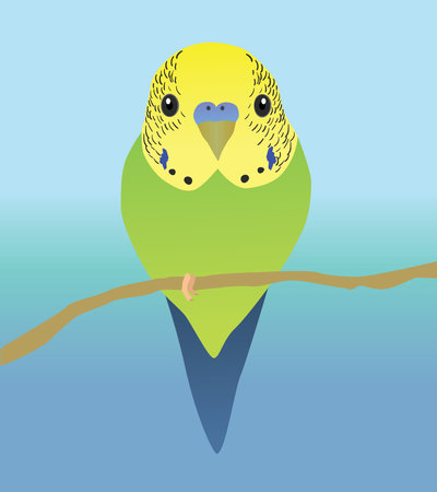 A vector illustration of a very cute budgie. The parakeet is sitting on a perch and you see him from his belly. Both eyes are visible.のイラスト素材