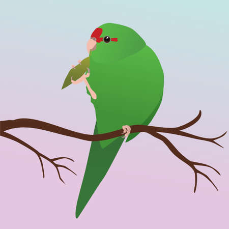 A vector illustration of a Red crowned parakeet. The bird is green and has a red forehead. She is sitting on a branch and holds a leaf with one leg that is being nibbled on.のイラスト素材