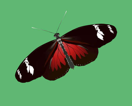 A vector illustration of a Doris longwing butterfly. The insect is depicted on a green background and is slightly slanted.のイラスト素材