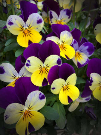 A bouquet of yellow and purple viola flowers or pansies, In the picture are several blooming flowers...