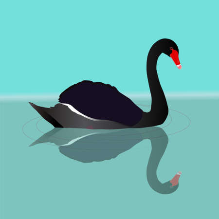A vector illustration of a black swan swimming in the water. You can see the reflection of the big black bird in the water. Waves are visualized with gray thin circles.のイラスト素材