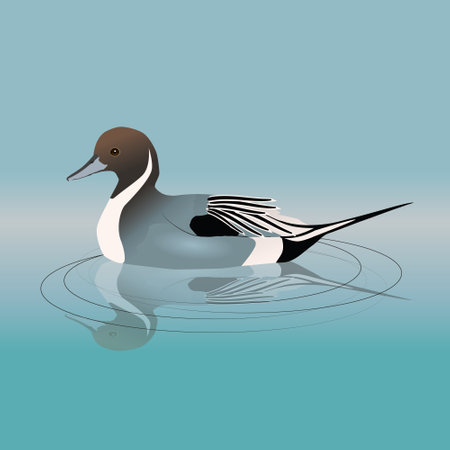 Northern pintail or pintail swimming in the water. In the water you can see his reflection.The bird is male.のイラスト素材