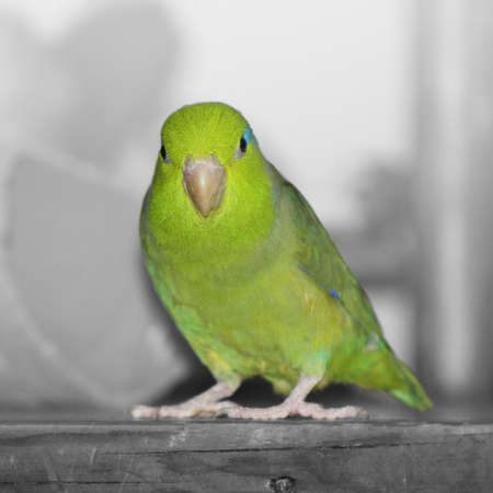 A green pacific parrotlet sitting on a wooden shelf. The background is made black and white so the green bird stands outの写真素材