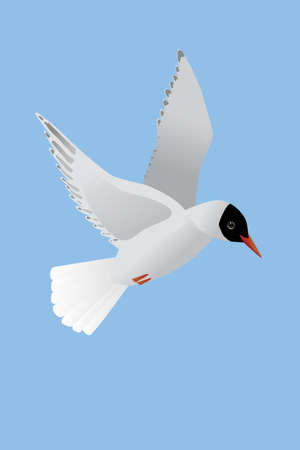 A vector illustration of a Black headed gull. The bird is flying in the air and both its wings are raised. The bird is looking to the right. blue background.のイラスト素材