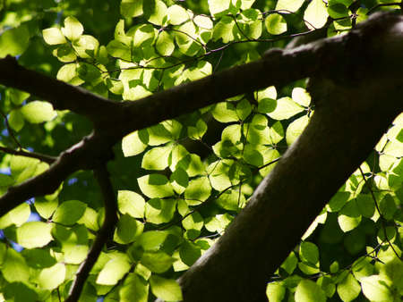 The canopy of a European beech or common beech. Shot from below. The sunlight is shining through the...