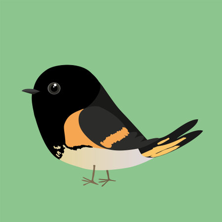 A vector illustration of a cute American redstart. The bird is looking to the left. You see the bird...