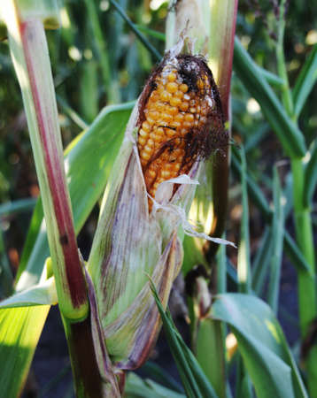 A corn cob in a corn field. Close-up picture.の写真素材