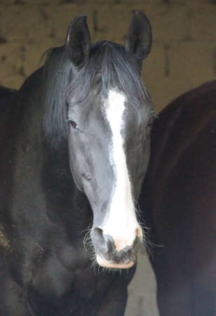 A portrait of a horse. His head is black whit a white blaze.の写真素材