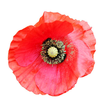 A single poppy flower, cut out on a white backgroundの写真素材