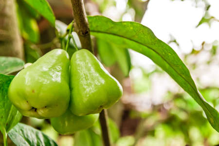 Green apple or chumpoo in thai