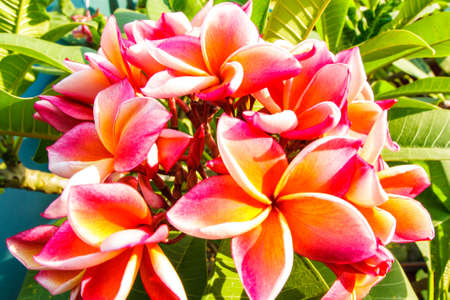 Plumeria flowers or Luntom in Thaiの写真素材
