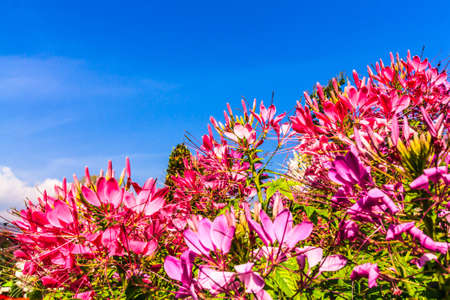 Flower with many colors in the sunrisely dayの写真素材