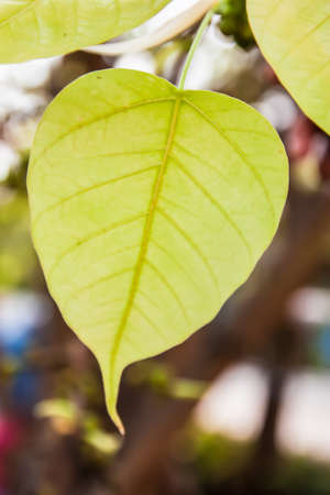 pho or bodhi leave in the forest with close up