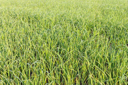 Arable rice field of rural of Thailandの写真素材