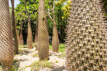 Cactus trunks in  Rama 9 National Garden, Bangkok, Thailandの写真素材