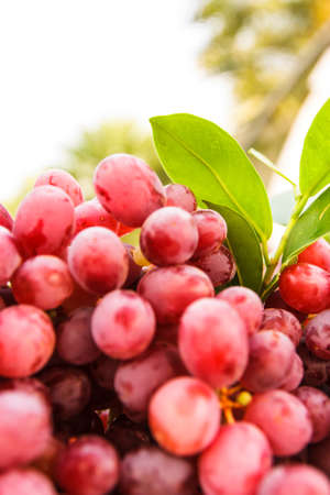 fresh red grapes, fruit for health