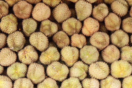 Stack of durian tropical fruits thailandの写真素材